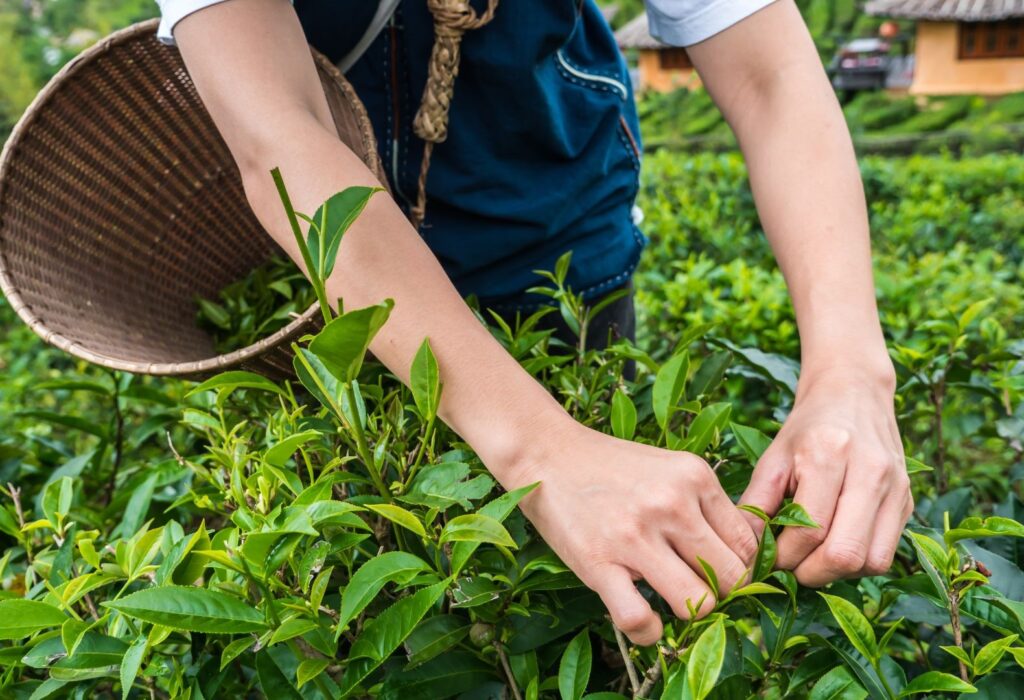 Tea plant