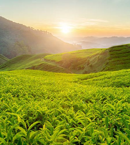 tea plantation background